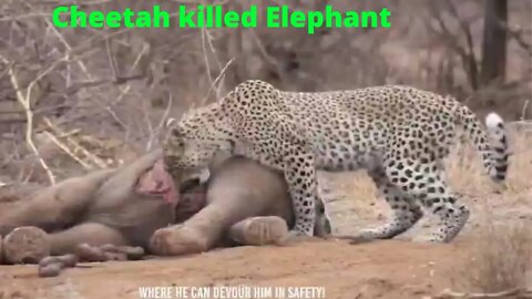 Crazy Leopard attack elephant || Elephant died brutally||2022||