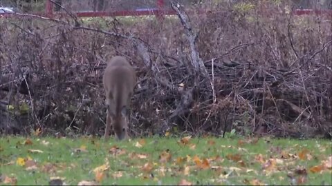 West Seneca residents calling for officials to control deer overpopulation