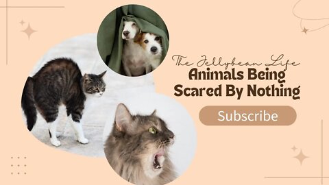 Animals Being Scared in the Most Hilarious Way Funny Compilation 2022😂