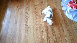 Baby Rosie Plays With Her Toy Bunny (Featuring Rosie The Shihtzu)