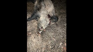 Big hog in vineyard