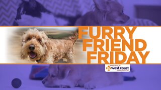 Furry Friend Friday/Pet Allergies