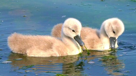 Close-Up of the Two Mute Swan Baby Cygnets