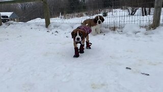 Clyde walking in his boots- St. Bernard/ Great Dane puppy