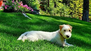 Ares jack russell terrier puppy