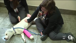Vet clinics facing staffing shortages, increased demand for care