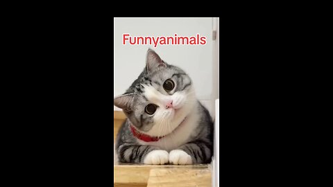 FunnyAnimals