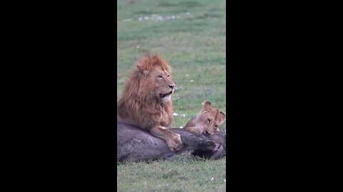 Lion couple hunt together