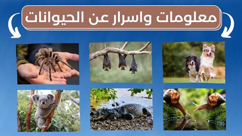 معلومات واسرار عن الحيوانات - Animals information and secrets