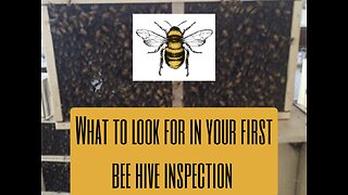 What to look for in your first beehive inspection