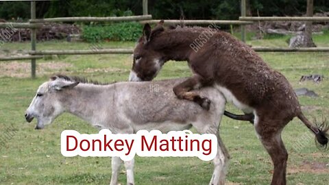 Donkey Matting