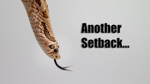 Savannah Hognose Snakes' First Meal (A Western Hognose Video)