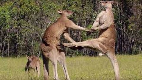 Kangaroos engage in a boxing match fighting along a dirt road in Australia 3