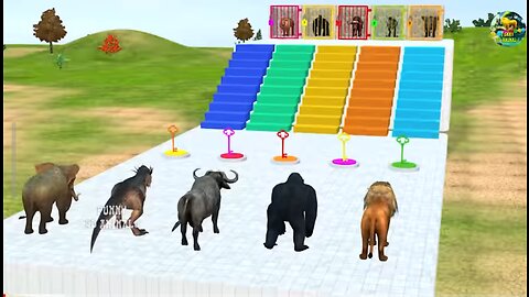 Choose The Right Stair Game With Elephant Gorilla Lion Buffalo T-rex Wild Animal Game