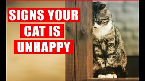 Your Cat MIGHT BE Depressed 😞😞😞😞😔😔😔