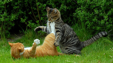 "Claws vs. Paws: Epic Cat and Dog Battles Caught on Camera"