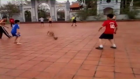 Pit Bull to play football with the kids