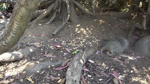 Cat TV: Take you Cat to the Balboa Park - SQUIRRELS #felinetelevision