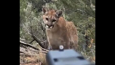 Man And His Handgun Comes Face To Face With A Mountain Lion