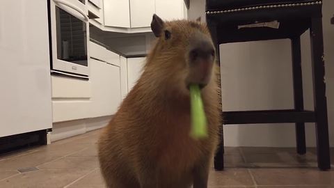Capybara adorably munches on celery stick