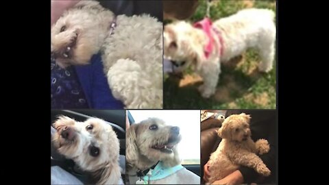 Have you seen Zoe? Westminster dog missing after owner fatally hit by car