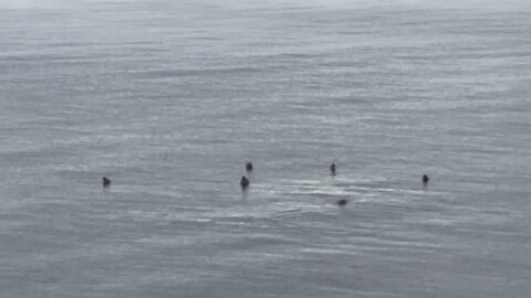 Seals Floating In The Ocean Off Cape Breton Island