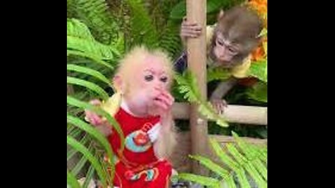 #monkey #monkeybaby #monkeydluffy