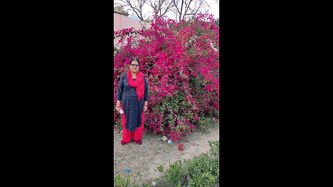 Beautiful tree in the garden