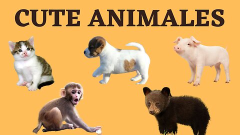 CUTE MOMENTS WITH BABY ANIMALS -MACAQUE, PUPPY, PIGLET, bEAR CUBE, KITTY