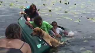 Golden Retriever Capsizes Canoe
