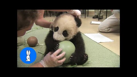 Cute Baby Pandas Playing Compilation - TRY NOT TO LAUGH!