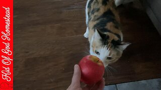 Cats vs Apple😻🍎