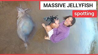 Beach-goers try to save a massive barrel jellyfish
