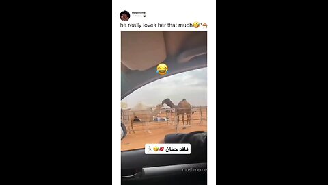 Camels making love