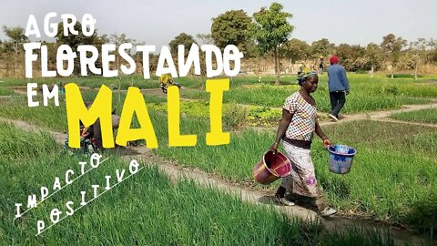 Agroflorestando no Mali