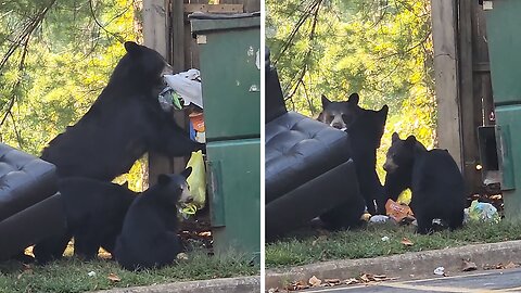 Mama Bear Digs Through Trash With Her Hungry Cubs