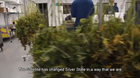 Cannabis Trimmer Review | Ez Trim | Silver State