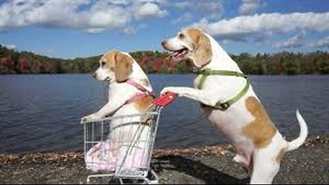 Dogs' Epic Shopping Cart Voyage: Funny Dogs Maymo & Penny.