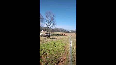 Happy cows and calves.