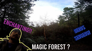 Surprised! Unexpected walk in a Mystical Forest | Stunned by Nature's Beauty