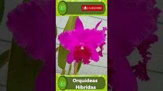 ORQUÍDEAS HIBRIDAS #1. #SHORTS