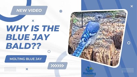 Why is the Blue Jay Bald?? **MOLTING BLUE JAY**