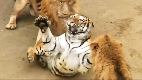 Deadly lion vs tiger fight
