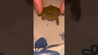 Cute baby turtle!
