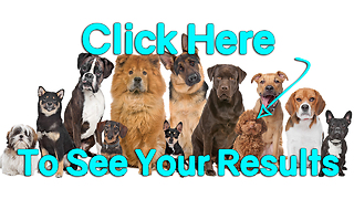 Take Our Quiz: What Dog Breed Would You Be? Saint Bernard
