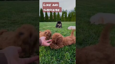 cute dog's funny video