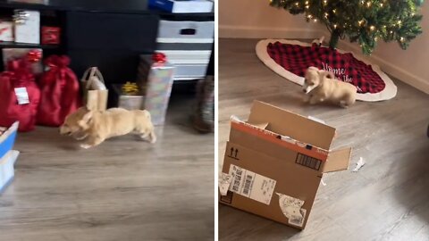 Puppy gets super excited when it's time to open presents
