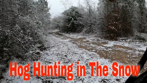 Hog Hunting in The Snow