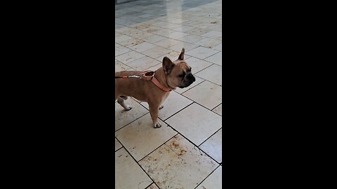 French bulldog 2