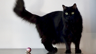 Here's Why Cat Owners Can't Decorate For Christmas